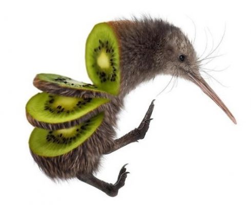 kiwi chim